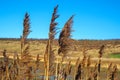 Tall reeds against a clear blue winter sky Royalty Free Stock Photo