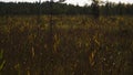 Tall reeds, grass and cat-tails of an overgrown marsh.