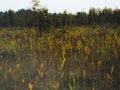 Tall reeds, grass and cat-tails of an overgrown marsh.