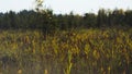 Tall reeds, grass and cat-tails of an overgrown marsh.