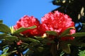 Flower,red azaleas, azaleas