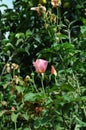 TALL ROSE FLOWRES PLANTS IN WORLD BUCKLEY