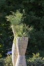 A tall round pot for plants in the garden, with grass growing inside the herb