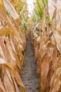 Tall rows of golden corn stalks ready for harvest forming a narrow dirt path Royalty Free Stock Photo