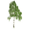 Tall Russian Birch Tree Isolated Royalty Free Stock Photo