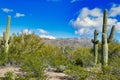 Saguaro National Park in the Sonoran Desert, near Tucson, Arizona, USA. Royalty Free Stock Photo