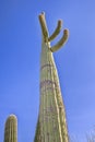 Tall Saguaro Cactus Closeup