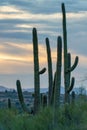 Tall saguaro cactus family reaching up to sunset in early morning sunrise with shrubs and bushes in late evening Royalty Free Stock Photo