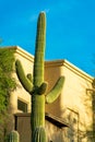 Tall saguaro cactus in the front yard of a desert home in the hills of arizona with white stucco facade and blue sky Royalty Free Stock Photo