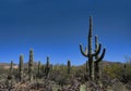 Tall Saguaro Cactus