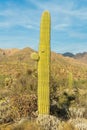 Tall saguaro cactus with moutains in natural area of the sonora desert with blue sky and fluffy clouds in midday sun