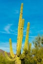 Tall saguaro cactus with native shrubs and trees in the sonora desert in southwester united states in arizona with blue Royalty Free Stock Photo