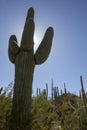 Tall Saguaro Cactus Rises High Above The Sonoran Desert Landscape