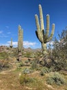 Tall Saguaro Cactus with Snowy Tank Mountains trail backdrop