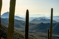 Tall Saguaro Cactus Stand High On Mountainside Looking Out Over Hazy Tucson Mountains