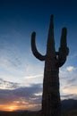 Tall saguaro at sunset.