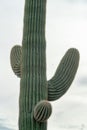 Tall saguaro in the yellow white sunset or sunrise in sonora desert location with ridges and visible spikes in sunlight