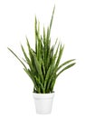 Sanseviera javanica plant potted in a white pot