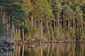 Tall Scots Pine at Loch Mallachie in the Cairngorms National Park of Scotland