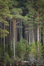 Tall Scots Pine on Loch Mallachie in Scotland. Royalty Free Stock Photo