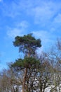 A tall Scots Pine in a woodland scene Royalty Free Stock Photo