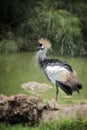 Tall scraggly Gold Crowned Crane bird Royalty Free Stock Photo