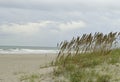 Tall sea oats on the sand dunes Royalty Free Stock Photo