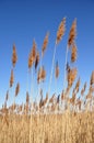 Tall Sea Reeds