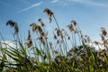 Low angle view of tall sea weed glowing in golden color