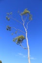 Tall seasional Tree on blue sky