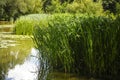 Tall sedge family grasses growing in a river