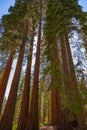 Tall Sequoias During Spring Royalty Free Stock Photo