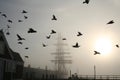 Tall Ship with Birds Royalty Free Stock Photo