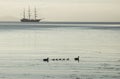 Tall Ship Silhouette, Ducklings, Calm Waters