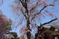 Tall Shushiki Cherry Tree in Ueno Park, Tokyo Royalty Free Stock Photo