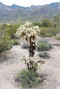 Tall Silver Cholla Cactus