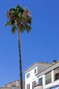 Tall single palm tree next to buildings in Duquesa port in Spain