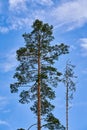 A tall single slender pine tree against a blue sky with clouds