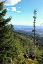 Tall single tree trunk in the steep mountain valley