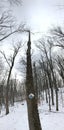 A TALL AND SKINNY TREE IN A PARK IN PARMA, OHIO, USA