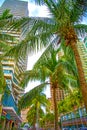 Tall skyscrapers, walkways and beautiful palm trees. Palm trees planted along the road, the tropics Royalty Free Stock Photo