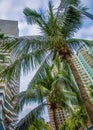 Tall skyscrapers, walkways and beautiful palm trees. Palm trees planted along the road, the tropics Royalty Free Stock Photo