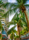 Tall skyscrapers, walkways and beautiful palm trees. Palm trees planted along the road, the tropics Royalty Free Stock Photo