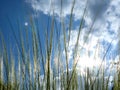 tall slander green grass under blue sky with dynamic bright white clouds