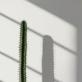 A tall, slender cactus with sharp spines stands against a plain white background. Its Royalty Free Stock Photo