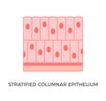 Stratified columnar epithelium. Epithelial tissue types.