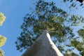 Tall, slender Eucalyptus tree with drooping branches and elongated leaves Royalty Free Stock Photo