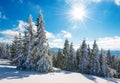 Tall slender snowy fir trees grow on a hill