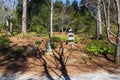 A tall slender stone Japanese lantern in the garden surrounded by brown fallen pine needles and lush green trees and plants Royalty Free Stock Photo