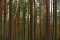 Tall slender trunks of pine forest trees in the summer morning light Royalty Free Stock Photo